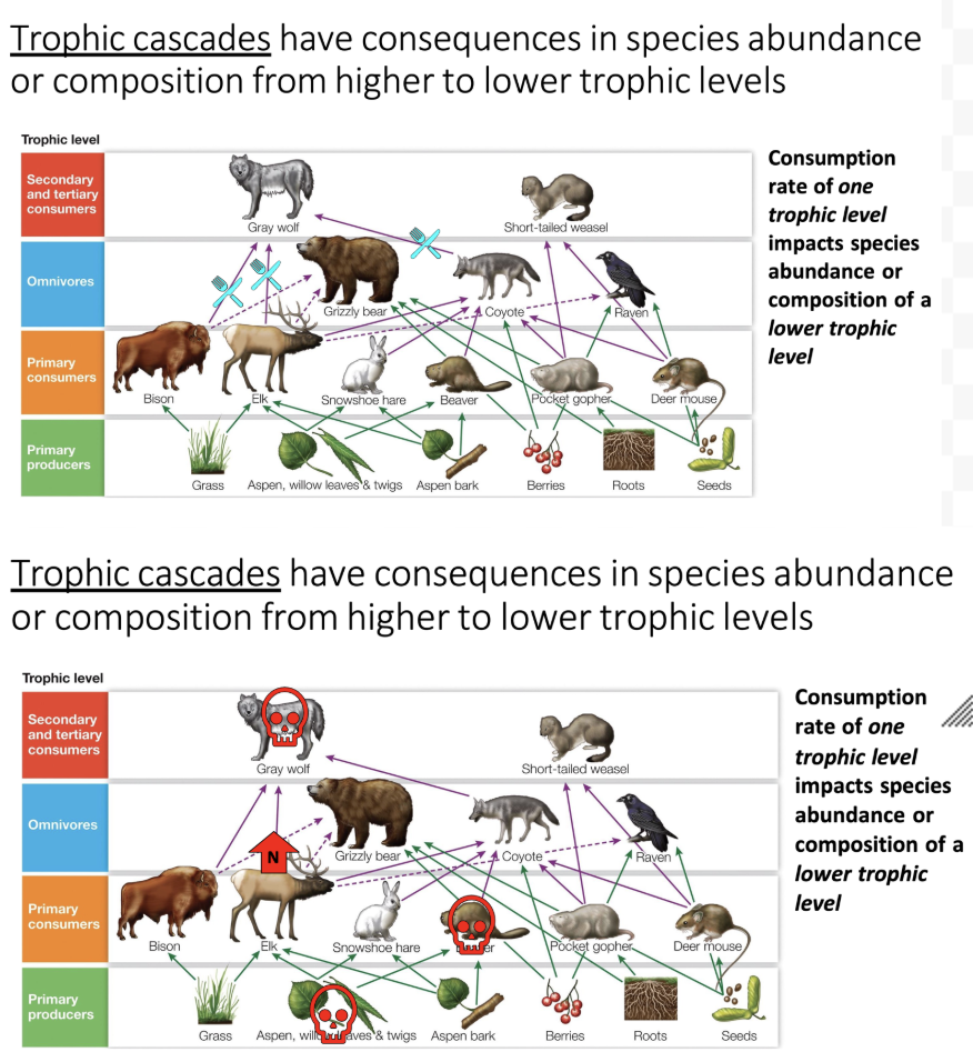 <ul><li><p><span>An ecological phenomenon where adding or removing top predators causes reciprocal, "cascading" effects that ripple down through multiple levels of a food web, impacting herbivores and plant biomass</span></p></li><li><p>Trophic Cascades have consequences in species abundance or composition from higher to lower trophic levels</p><ul><li><p>Each level’s consumption effects those above and below it</p></li><li><p>(If an apex predator dies, herbivore prey will be abundant, plants will all be eaten.This messes up the organization)</p><ul><li><p><span>Wolf – eats quite a few. </span></p></li><li><p><span>When wolf goes extinct has effect on other trophic levels. Elk increase without predator. </span></p><ul><li><p><span>More elks now, they reduce the population size of the plants and trees that it eats.</span></p></li><li><p><span>Elk isn’t the only one who eats these as the beaver does as well. If the elk ate everything the beaver can than effectively go extinct as-well.</span></p></li></ul></li></ul></li></ul></li></ul><p></p>