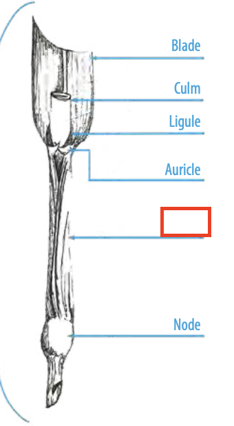 <ul><li><p><span><span>the basal part of a grass leaf that encircles the stem</span></span></p></li></ul><p></p>