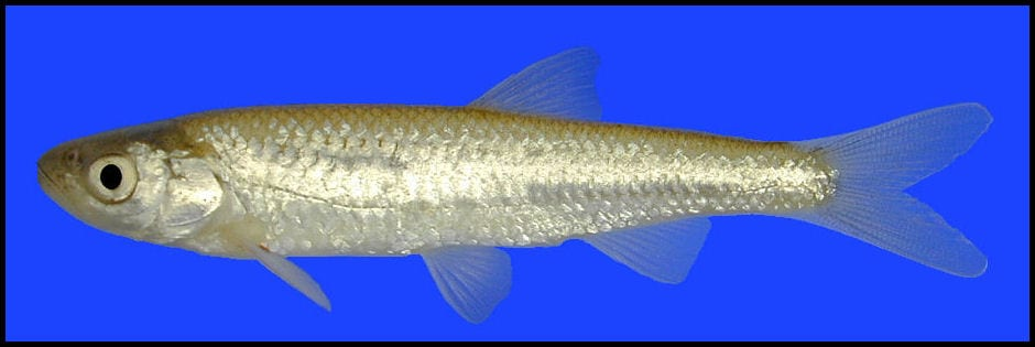 <p>Mostly plain, <strong>silvery body</strong> with a faint dusky band along its spine. Breeding adults develop a distinct golden-silver flash along their flanks. </p>