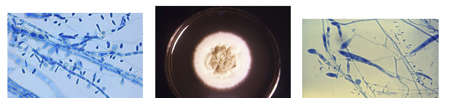 <p>ID this mold </p>