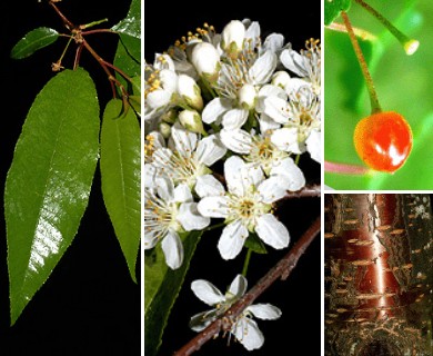 <p>Prunus pensylvanica</p>