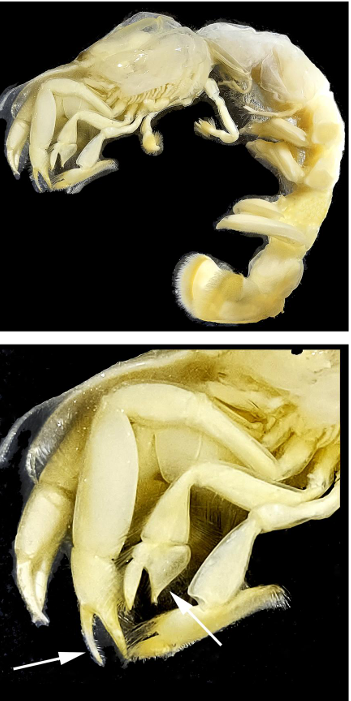 <p>taxa</p><p>what are the arrows pointing to</p>