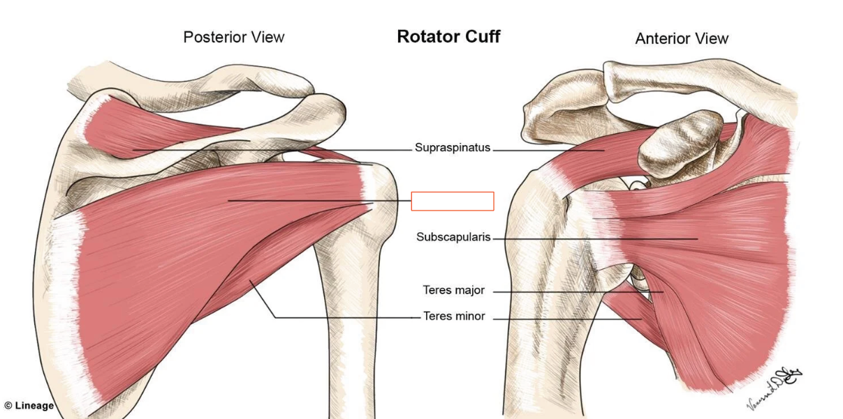 <p>Lateral rotation of arm</p>