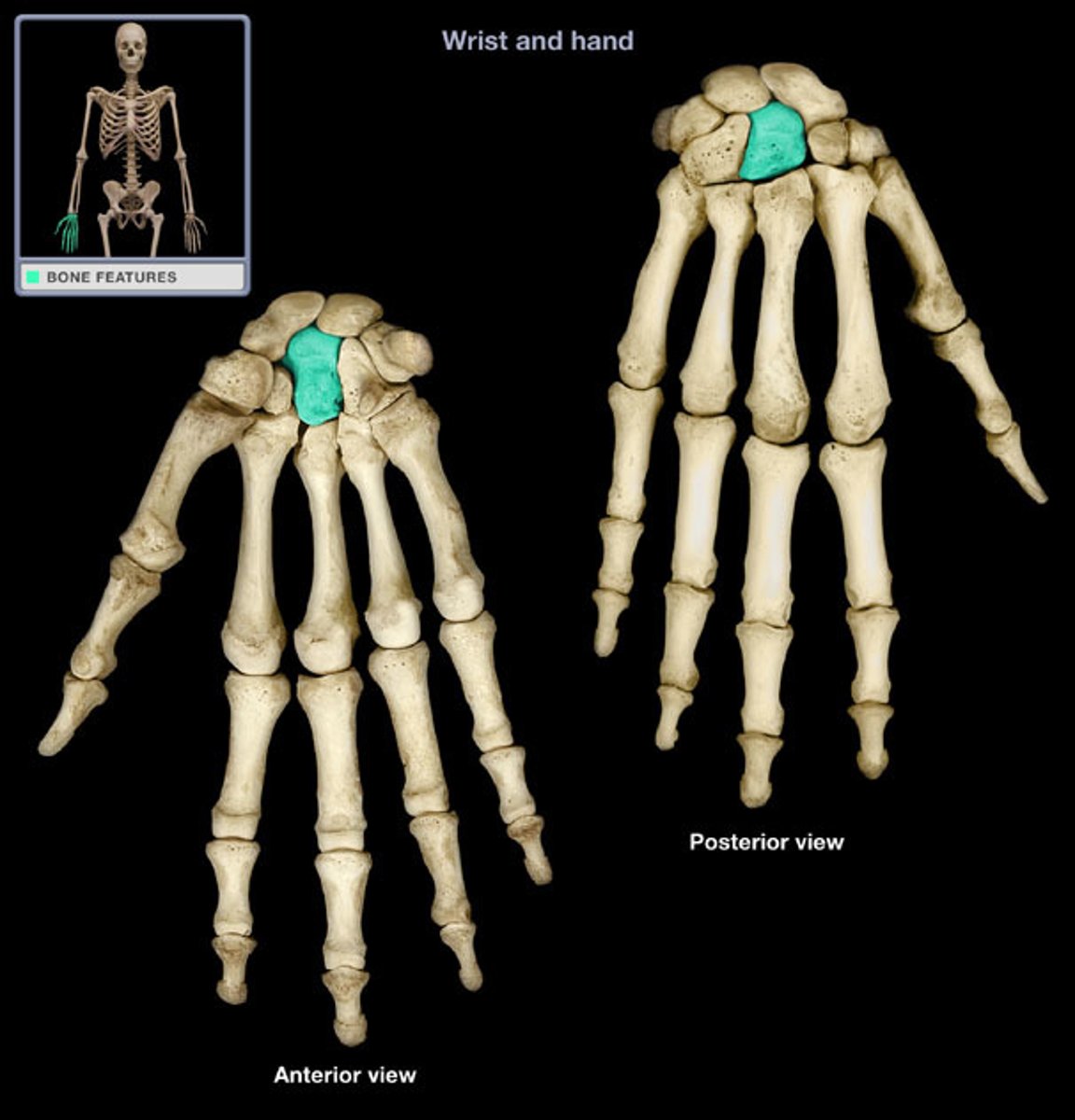 <p>Considered the CENTER of wrist motion ("KEYSTONE")</p><p>-LARGEST carpal bone</p>