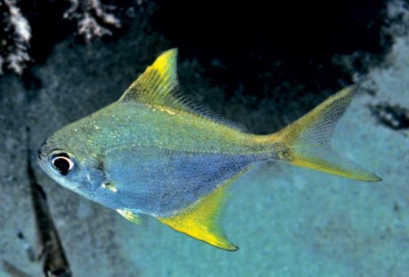 <p>FISHES (Class Actinopterygii) Western Pomfred</p>