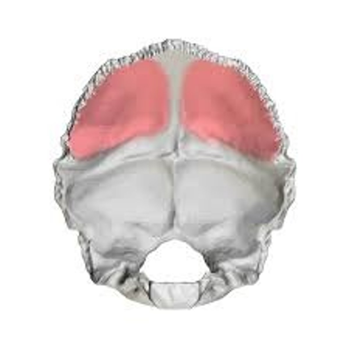 <p>voor het cerebrum</p>
