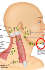<p>Lymph nodes located under the chin that drain the lower lip, floor of the mouth, and tip of the tongue.</p>