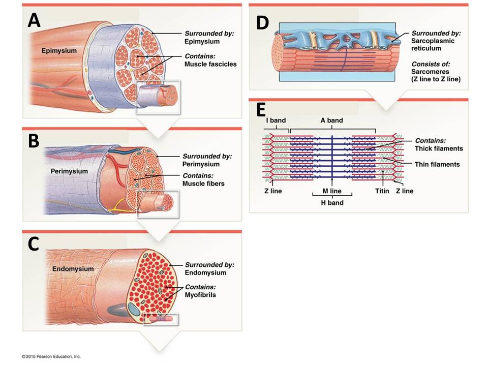 <p>muscle fiber </p>