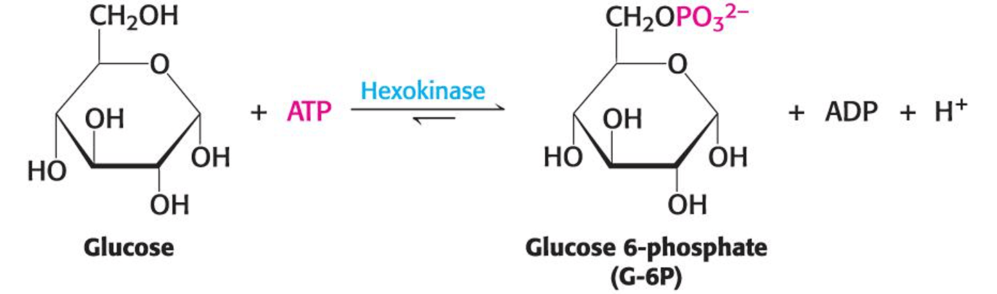 <p>Phosphorylation of α-D-glucose by hexokinase.</p>