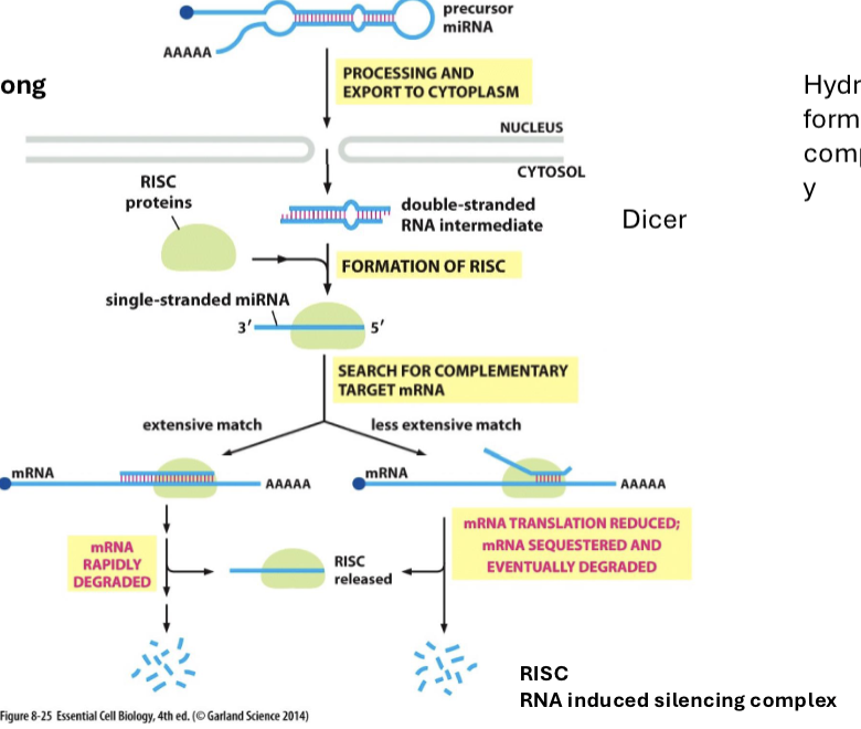 <p>small (22 nucleotides long) sequences of RNA that bind to RISC and help RISC find species of complementarity in the cytosol</p>