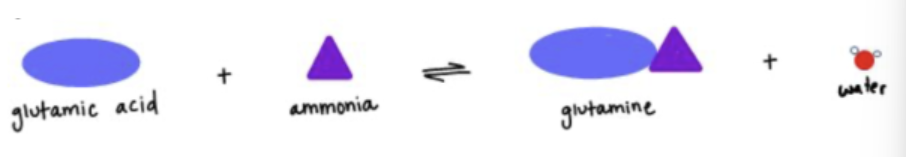 <p>The reaction shown has a ΔG of +14 kJ/mol under cellular conditions. Which of the following statements is true?</p>