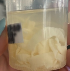 <p>přežvýkavci</p>