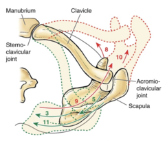 <p>The scapular into the red is...</p>