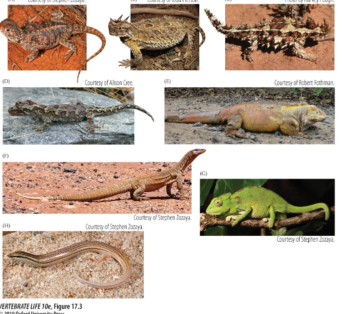 <p>belong to squamata</p><ul><li><p>have determinate growth - genetically programmed to grow until X size then stop growing</p></li><li><p>42 families, about 6000 species</p></li><li><p>range in size with many body forms</p></li></ul><p>different species are adapted to their environments</p><ul><li><p>some have horns or spines for predators</p></li><li><p>chameleons have zygodactylous feet (joining fingers/toes) with opposing fingers for grabbing tree limbs, and a prehensile tail for grabbing</p></li><li><p>eyes most independently</p></li></ul><p>most are dorsoventrally compressed and tend to be insectivores</p><p></p>