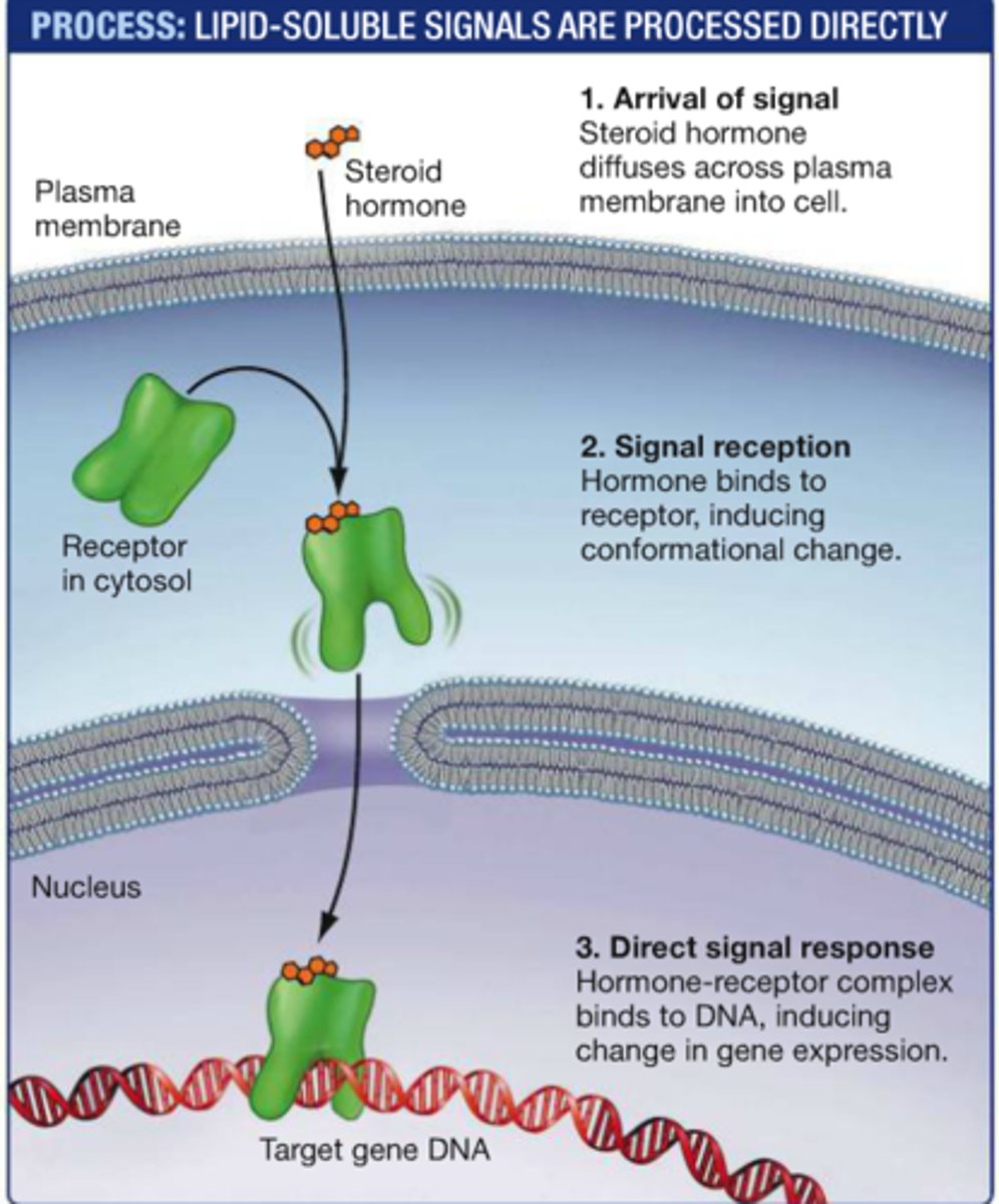 <p>hormone enters and activates specific dna, mRNA transcribed and specific protein is made</p>