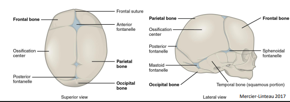 <p>Plaques osseuses soudées entre elles par des sutures (À la naissance = fontanelles) </p><p>En avant : </p><ul><li><p>Os frontal, </p></li><li><p>Ethmoïde, </p></li><li><p>Sphénoïde </p></li></ul><p>Latéralement: </p><ul><li><p>Os pariétaux et </p></li><li><p>Temporaux droit et gauche, (tempes) </p></li></ul><p>En arrière : </p><ul><li><p>Os occipital</p></li></ul><p></p>