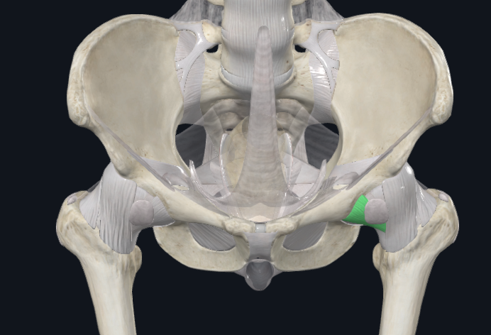 <p>what kind of ligament is this?</p>