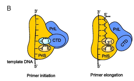 <p>Primase synthesizes short RNA primers on single-stranded DNA, providing a free 3’ hydroxyl (-OH) group. This 3’ OH is essential because DNA polymerase can only form a phosphodiester bond by adding a nucleotide to an existing strand—it cannot start from scratch. The RNA primer allows DNA polymerase to attach to the 3’ OH and begin elongating the DNA strand.</p>