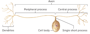 <p>most sensory neurons </p><p>*single short process extends from cell body and looks like a T as a result of the fusion of two processes into 1 long axon</p>