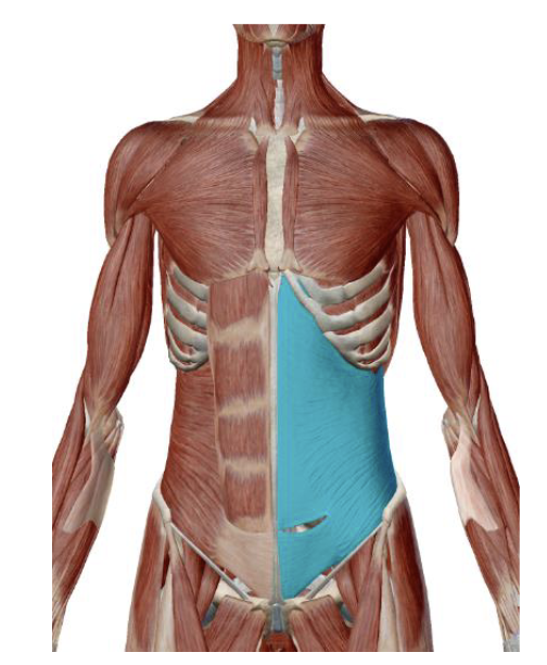 <p>Transverse Abdominus Action </p>