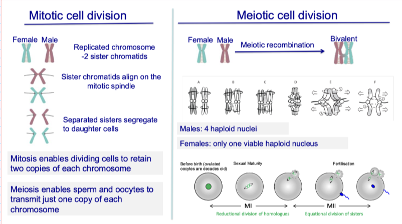 <ul><li><p>Homologous chromosomes pair (<strong>bivalents</strong>)</p></li><li><p><strong>Meiotic recombination</strong> occurs</p></li><li><p>Two divisions:</p><ul><li><p>Meiosis I → separates homologues</p></li><li><p>Meiosis II → separates sister chromatids</p></li></ul></li><li><p>Outcome:</p><ul><li><p><strong>Haploid cells (1 copy of each chromosome)</strong></p></li></ul></li></ul><p></p>