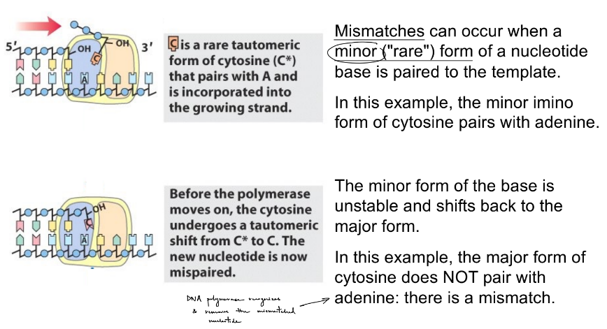 <p>true</p><ul><li><p>nucleotide bases can exist in 2 forms called <strong><u>tautomers</u></strong><span style="color: blue;"> (aka shifting of protons)</span>, where 1 form is more stable than the other: predominant, major vs. minor form</p></li><li><p>the minor and major forms have different patterns of H bond donors and acceptors</p></li></ul><p>__</p><ul><li><p>cytosine has a major &amp; minor form</p></li><li><p>the minor form of C can pair w/ A (adenine), but the major form cannot &amp; only binds to G (guanine)</p><ul><li><p>this C/A can lead to a change in the DNA sequence</p></li></ul></li></ul><p>_</p><p>these spontaneous <u>proton</u> shifts in the base can cause more <u>mismatched</u> nucleotides</p><ul><li><p>occur by:</p><ul><li><p>minor form is paired to the template (w/ the complementary nucleotide base)</p></li><li><p>before DNA polymerase continues to add nucleotides after this, the minor base <u>changes back to the major form</u> B/C the <u>minor form is unstable</u></p></li><li><p>this would be a <u>spontaneous mismatch</u></p></li></ul></li></ul><p></p>