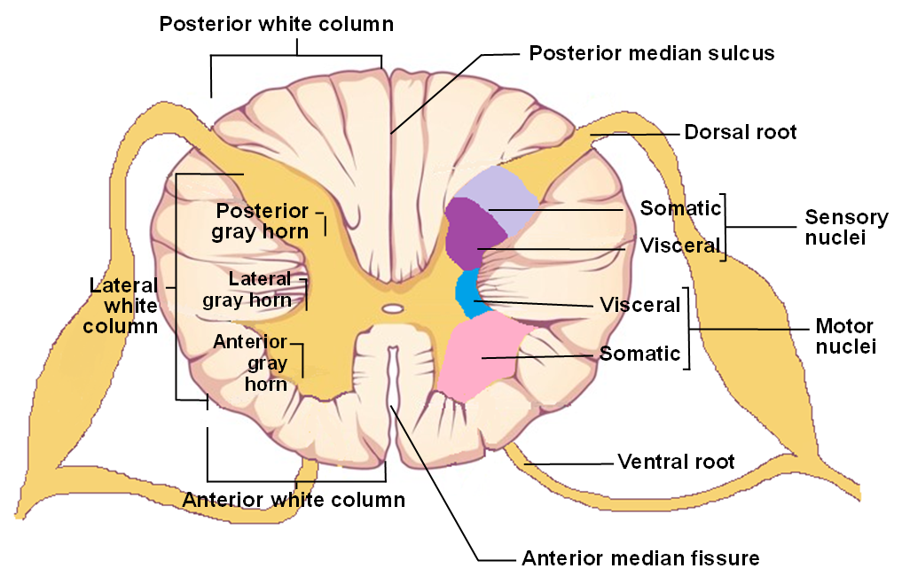 Withdrawal reflex or knee-jerk reflex.