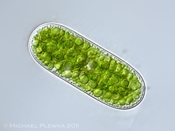 <p>Identify</p>