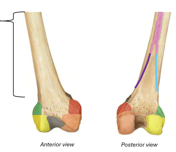 <p>Distal Femur</p><ul><li><p>Diaphysis</p><ul><li><p>Linea aspera</p></li><li><p>Lateral supracondylar line</p></li><li><p>Medial supracondylar line</p></li></ul></li><li><p>Later condyle</p></li><li><p>Medial condyle</p></li><li><p>Patellar surface</p></li><li><p>Lateral epicodyle</p></li><li><p>Medial epicondyle</p><ul><li><p>Adductor tubercle</p></li></ul></li></ul><p></p>