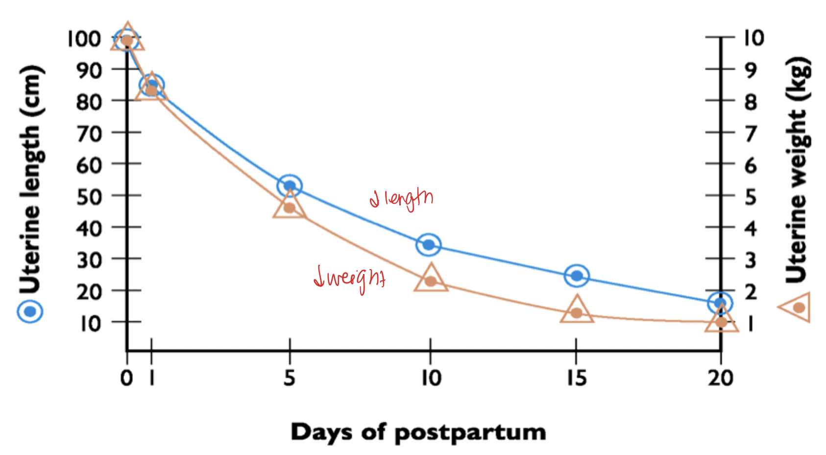 <p>uterine length and weigth shrinks/ goes down as postpartum goes on</p>