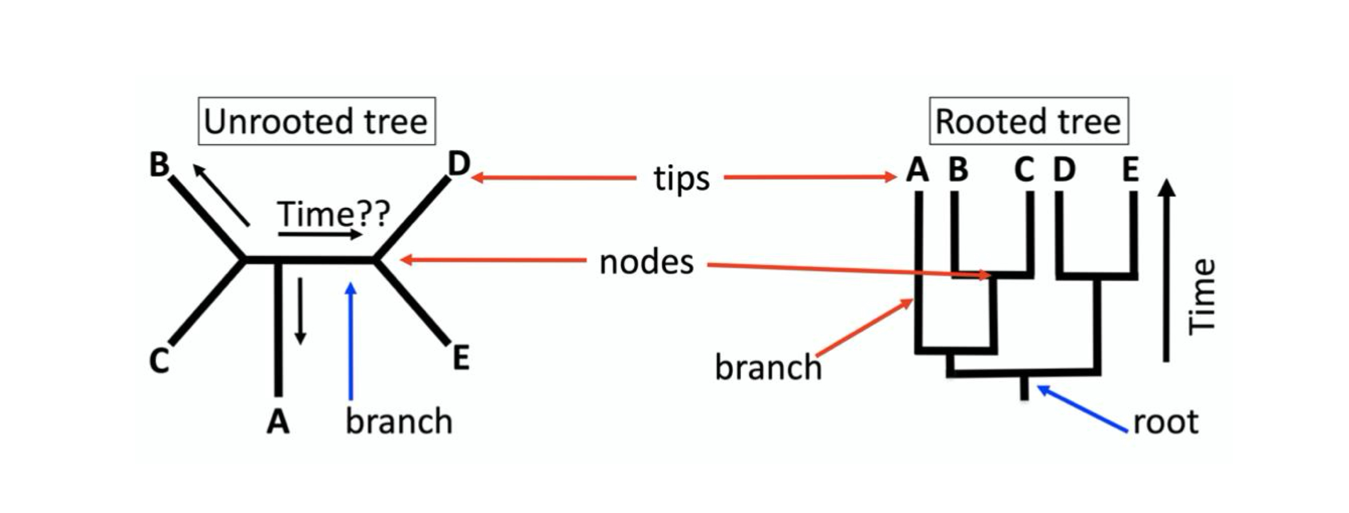 <ul><li><p>root = comon ancestor of all taxa in the tree</p></li><li><p>rooted trees incorporate relative time </p></li></ul><p></p>