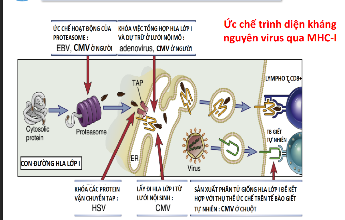 <p>Ức chế trình diện lên HLA-1</p>