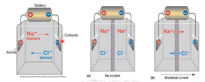 <p>With no current, Na+ (cation) and Cl− (anion) simply distribute according to concentration. With current applied, Na+ moves toward the cathode and Cl− moves toward the anode. At equilibrium there is no net flow, although ion movement is still occurring.</p>