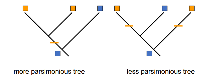 <p>Fewer transitions are a simpler and more parsimonious explanation for</p><p>the evolution of new traits</p>