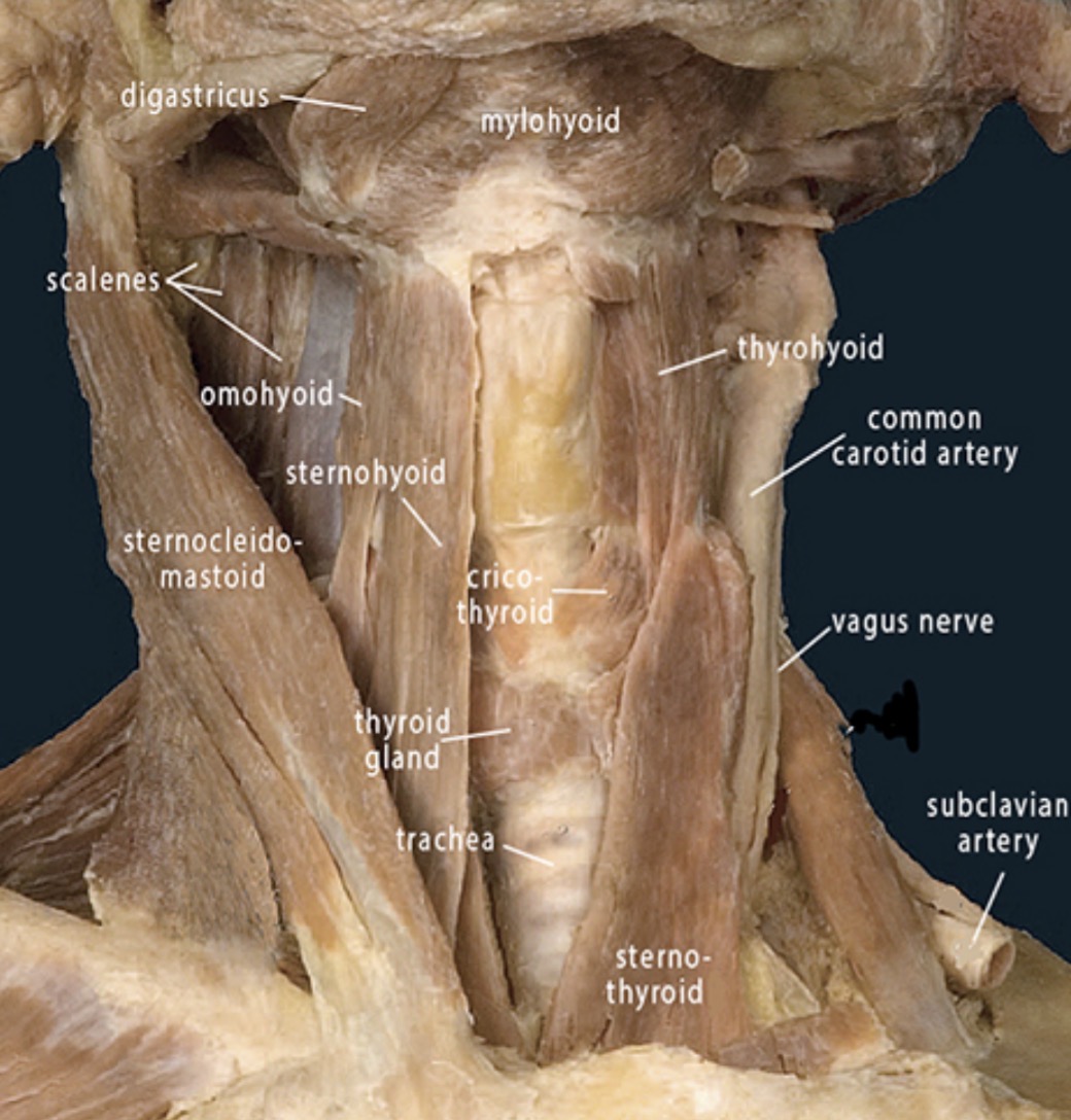 <p>Sternocleidomastoid (origin)</p>