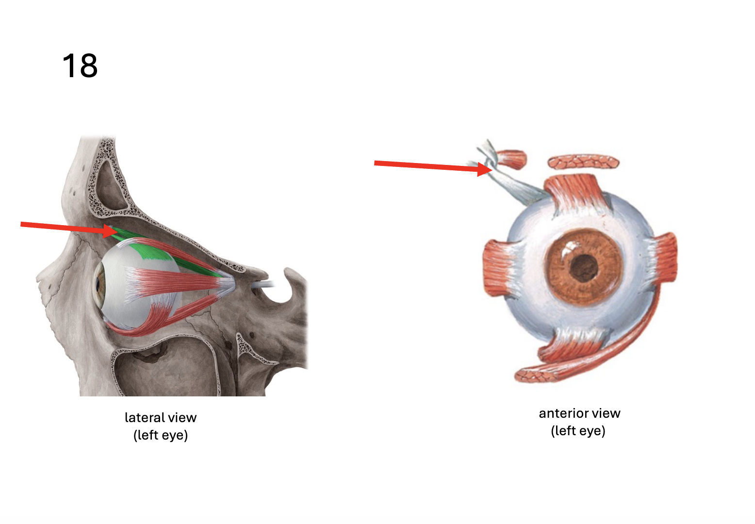 <p>Identify the <strong>muscle</strong></p>