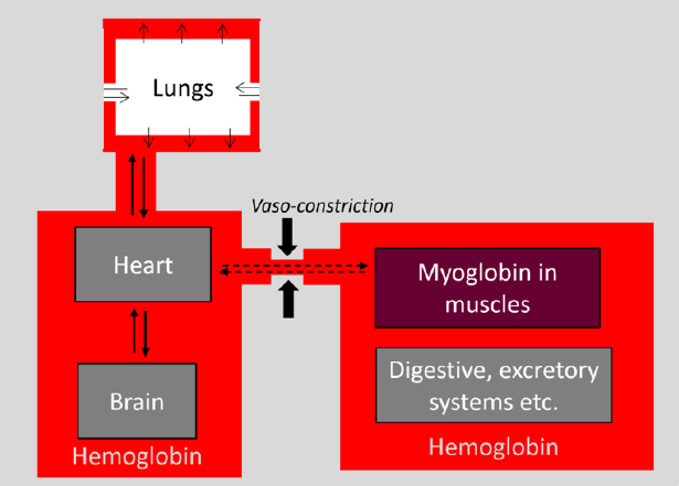 <p>Blood doesn’t need to pump fast as it’s only going to the brain and lungs, not the rest of the body - beats fast uses more oxygen </p>