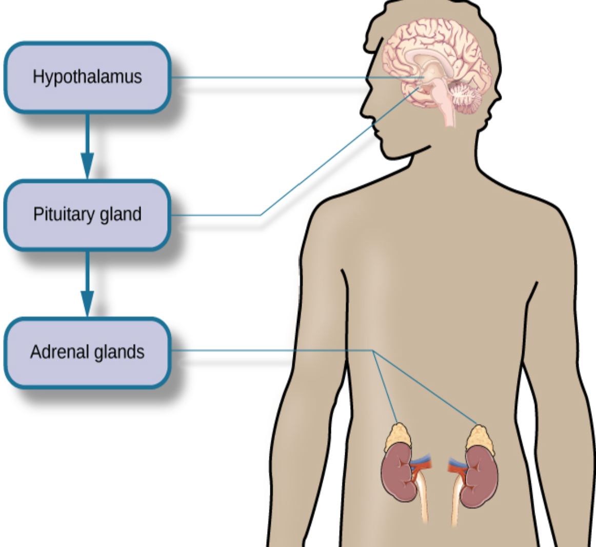 <p><strong>Stress response pathway:</strong></p><ol><li><p><strong>Hypothalamus</strong> releases <strong>corticotrophin-releasing factor (CRF)</strong>.</p></li><li><p><strong>Pituitary gland</strong> releases <strong>adrenocorticotropic hormone (ACTH)</strong>.</p></li><li><p><strong>Adrenal glands</strong> release <strong>cortisol</strong> into the bloodstream.</p></li></ol><p><strong>Key hormone:</strong> <strong>Cortisol</strong> ("stress hormone").</p>