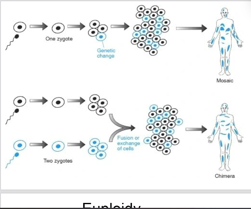 <p>When 2 zygotes come together and result in less than 1 genotypes</p>