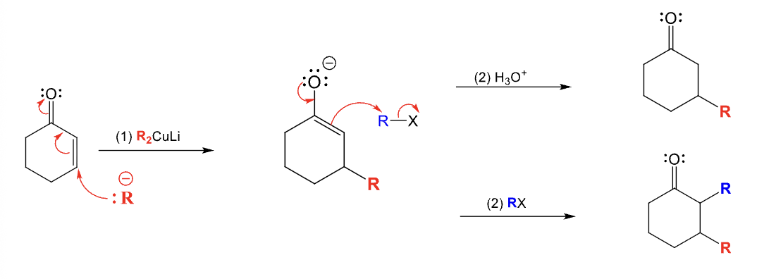 <ul><li><p>R group is added to the beta position</p></li></ul><p></p><p>With RX as the second step:</p><ul><li><p>Add second R group to alpha position</p></li></ul><p></p><p>With H<sub>3</sub>O<sup>+</sup> as the second step:</p><ul><li><p>Add a hydrogen to the alpha position</p></li></ul><p></p>