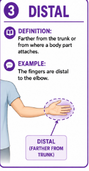 <p>Farther from the trunk or farther from where a body part begins or attaches.</p><p>Example: The fingers are distal to the elbow.</p>