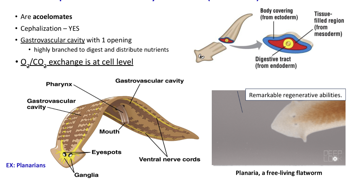 <p>flatworms</p><p>live in marine, freshwater, and damp terrestrial habitats</p><p>many are parasites ex: flukes (have prominent gonads and an oral sucker on the other end) and tapeworms</p><p>use mucus to move</p><p>flat shape increases surface area to absorb food</p><p>gas exchange and elimination of nitrogenous waste can occur by diffusion across body surface</p><p>are acoelomates</p><p>yes cephalization</p><p>gastrovascular cavity w 1 opening (highly branches to digest and distribute nutrients)</p><p>O2/CO2 exchange is at cell level</p><p>Have: digestive, nervous, excretory, and reproduction system</p><p></p>