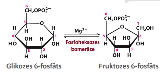 <p>Nosaukums: Fosfoheksozes izomerizācija</p><p>Substrāts: Glikozes 6-fosfāts</p><p>Produkts: Fruktozes 6-fosfāts</p><p>Enzīms: Fosfoheksozes izomerāze</p><p>Citas īpatnības: Izmanto Mg<sup>2+</sup>. Endotermiska/endergoniska reakcija (nenotiek spontāni). Atvieglo nākamo soļu veikšanu</p>