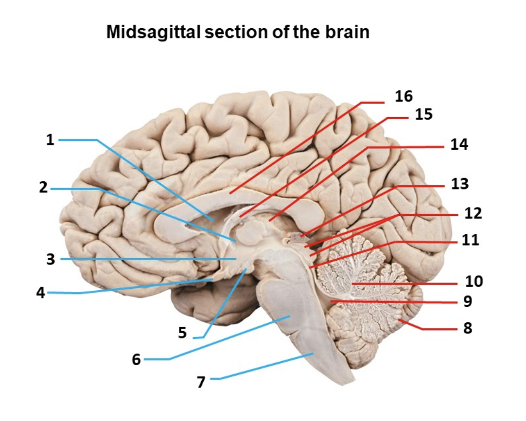 <p>What organ is shown in 15?</p>