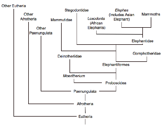 <p>7. Based on the evolutionary tree above, which of the following belong to the Elephantidae clade?</p><p>A. Mammoths</p><p>B. Stegodontidae</p><p>C. Mammutidae</p><p>D. All of the above do.</p><p>E. Both A and C only do.</p>