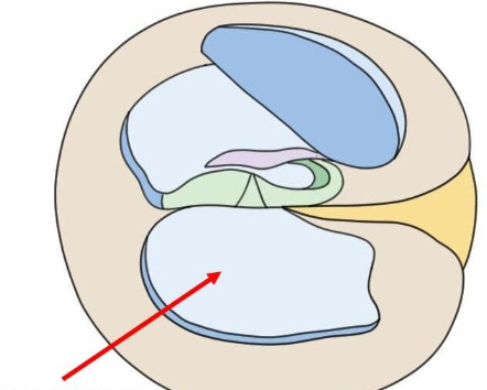 <p><span style="background-color: transparent;">Chamber of the cochlea that is inferior to the cochlear duct. </span></p>
