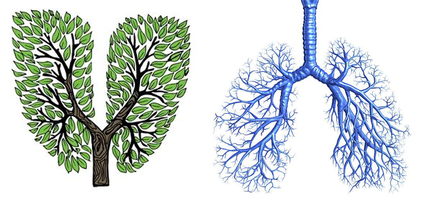 branching airways of the lungs, includes trachea bronchi and bronchioles