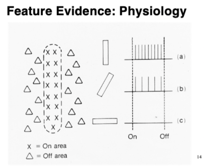 <p>physiology (recordings from neurons)</p><p>stabilized retinal images</p><p>visual search</p>