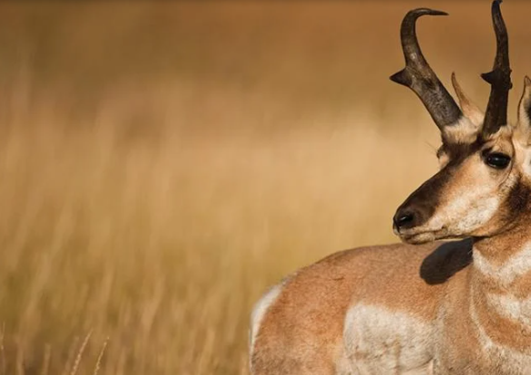 <p>Male antelope (pronghorn)</p>