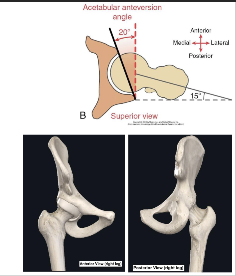 <ul><li><p>opens Lateral, Anteversion (faces anterior slightly), faces Inferior</p></li><li><p>There is more boney support in the back </p></li></ul><p></p>